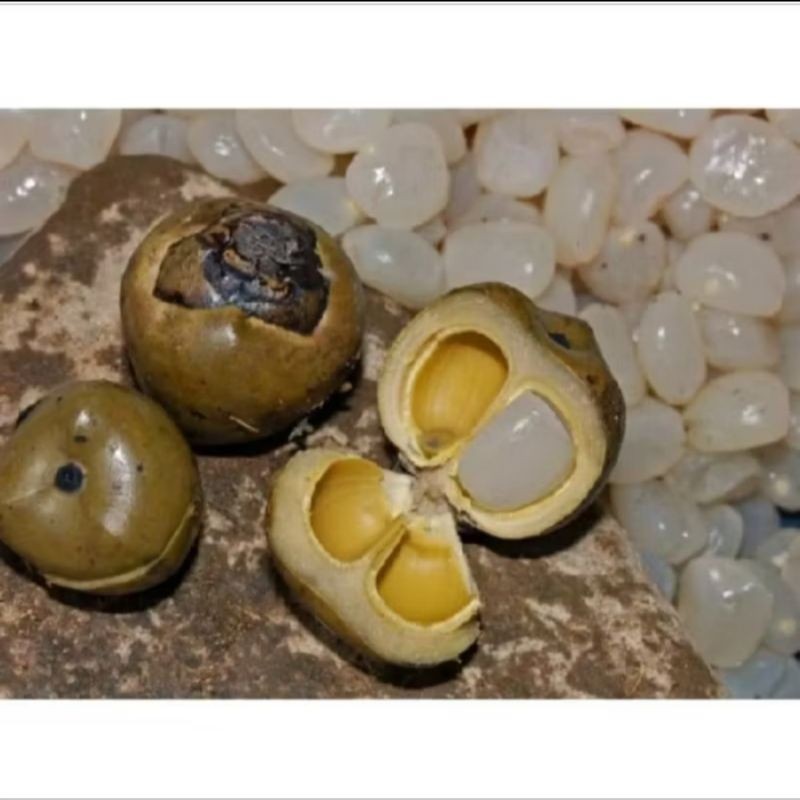 

cod kolang Kaling/1000grm