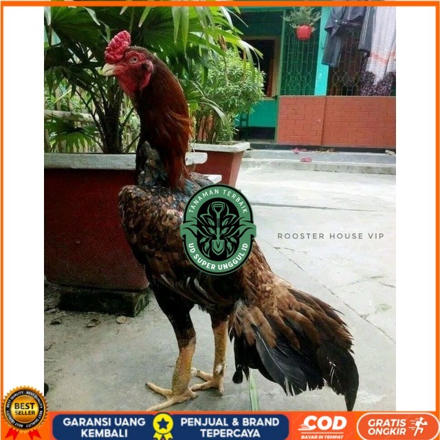 

telur tetas ayam aseel original berkualitas UD_SUPER_UNGGUL_ID