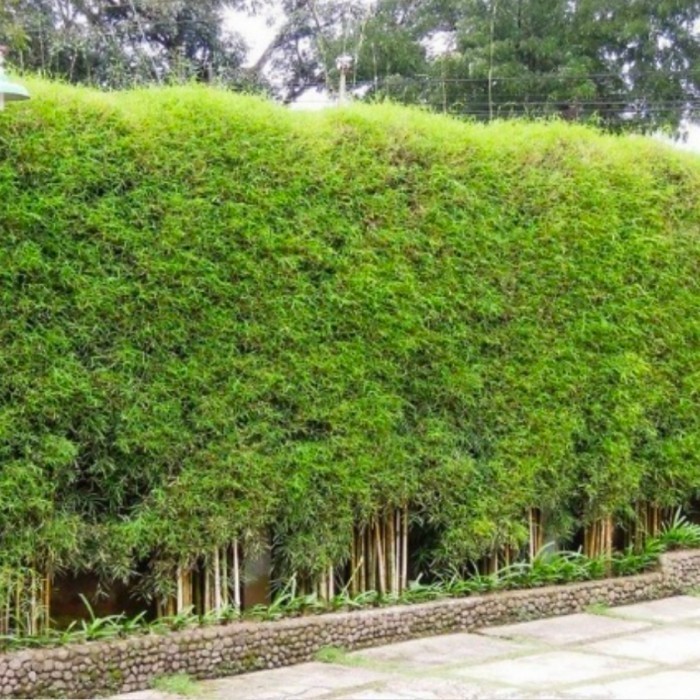 Pohon Bambu Jepang | Pohon Pelindung Bambu Jepang . ,