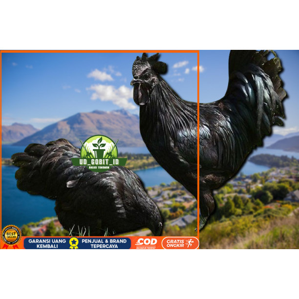 

telur ayam cemani lidah hitam (asli) bisa untuk di tetaskan vertil UD_GOBIT_ID