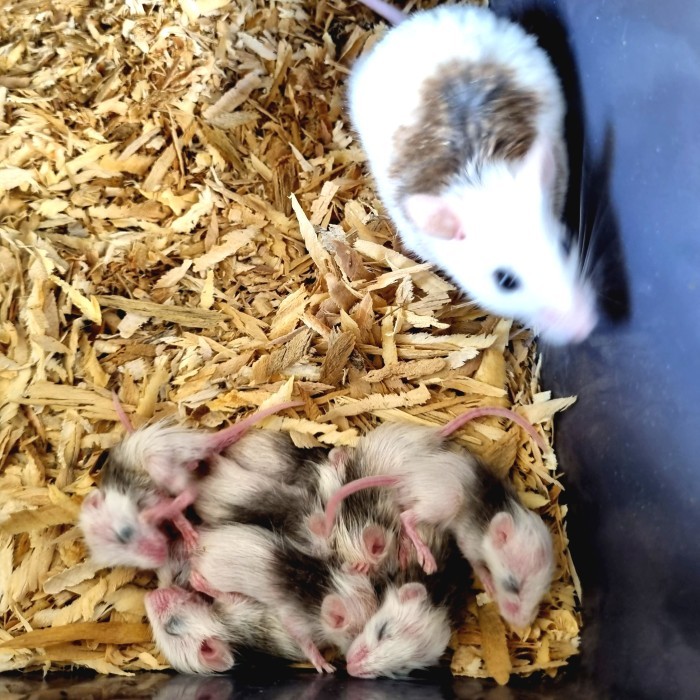 Tikus ASF (African Soft Fur) Paket Breeding