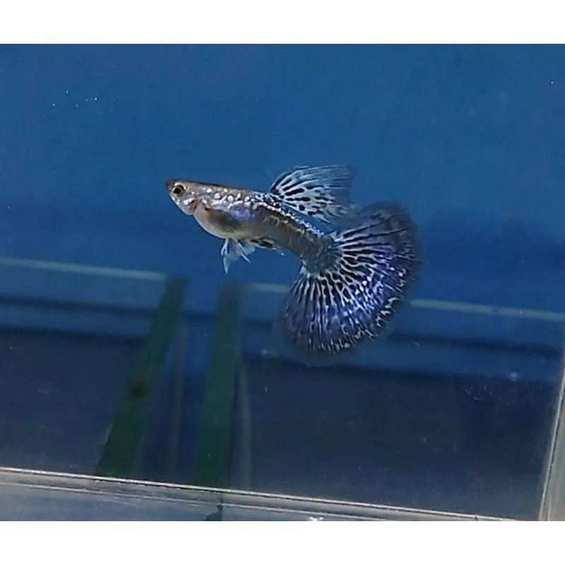 BLUE DRAGON HALF MOON SIZE INDUK