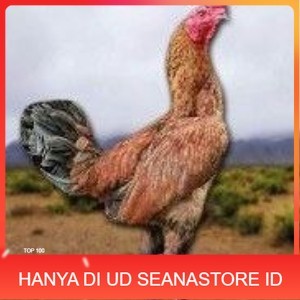

telur ayam pama ninja berkualitas unggul UD SEANASTORE ID