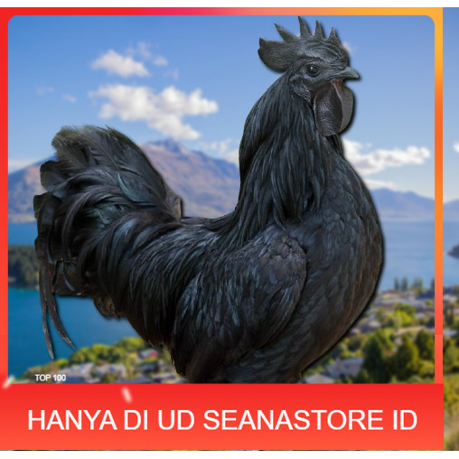 

telur ayam cemani lidah hitam ( asli ) bisa untuk di tetaskan jumbo UD SEANASTORE ID