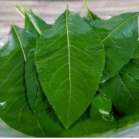 

SAHABTANI Daun Afrika Segar Murah