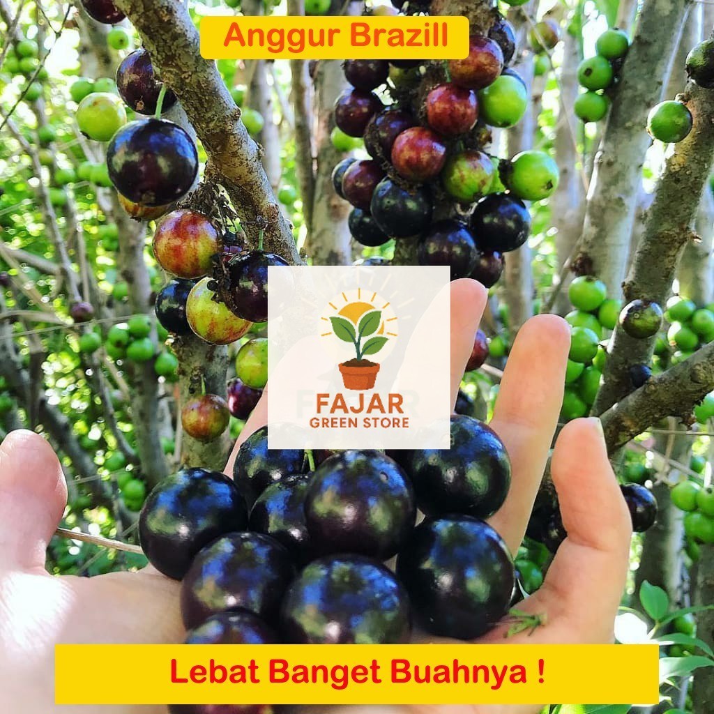 Anggur BRAZIL JABOTICABA Siap Tanam (bibit anggur stek/grafting) bibit anggur murah FAJAR GREEN STOR
