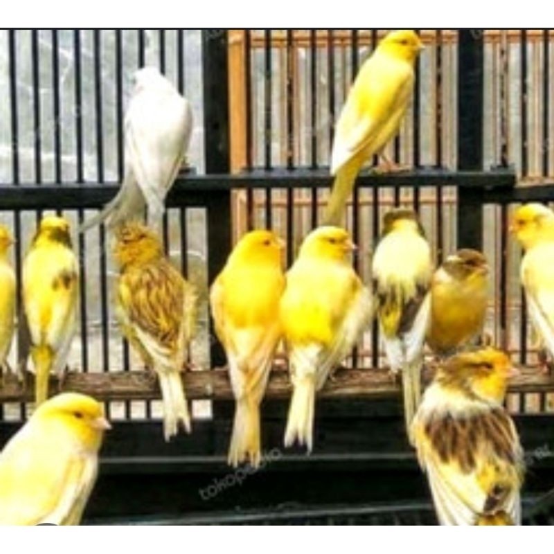 BURUNG KENARI F2 BAHAN JANTAN