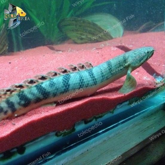 Palmas Delhezi naga air 10-13 cm