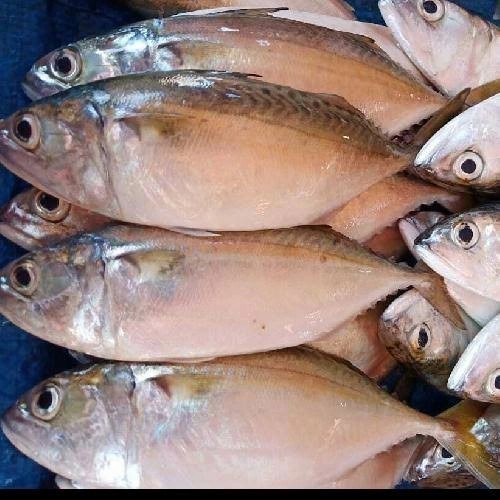 

Ikan Gembung Aso 500gr