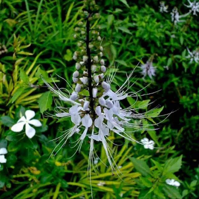 

Daun kumis kucing 250 gram