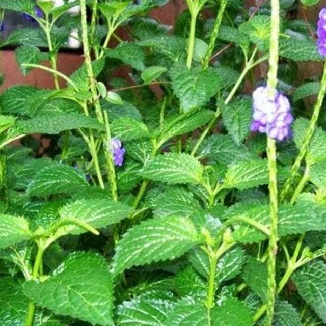 

BEST SELLER herbal daun pecut kuda /jarong 100 gram