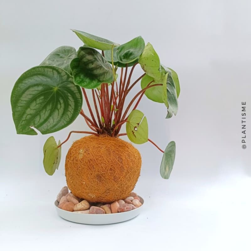 Kokedama - Peperomia Watermelon - w/ Gantungan