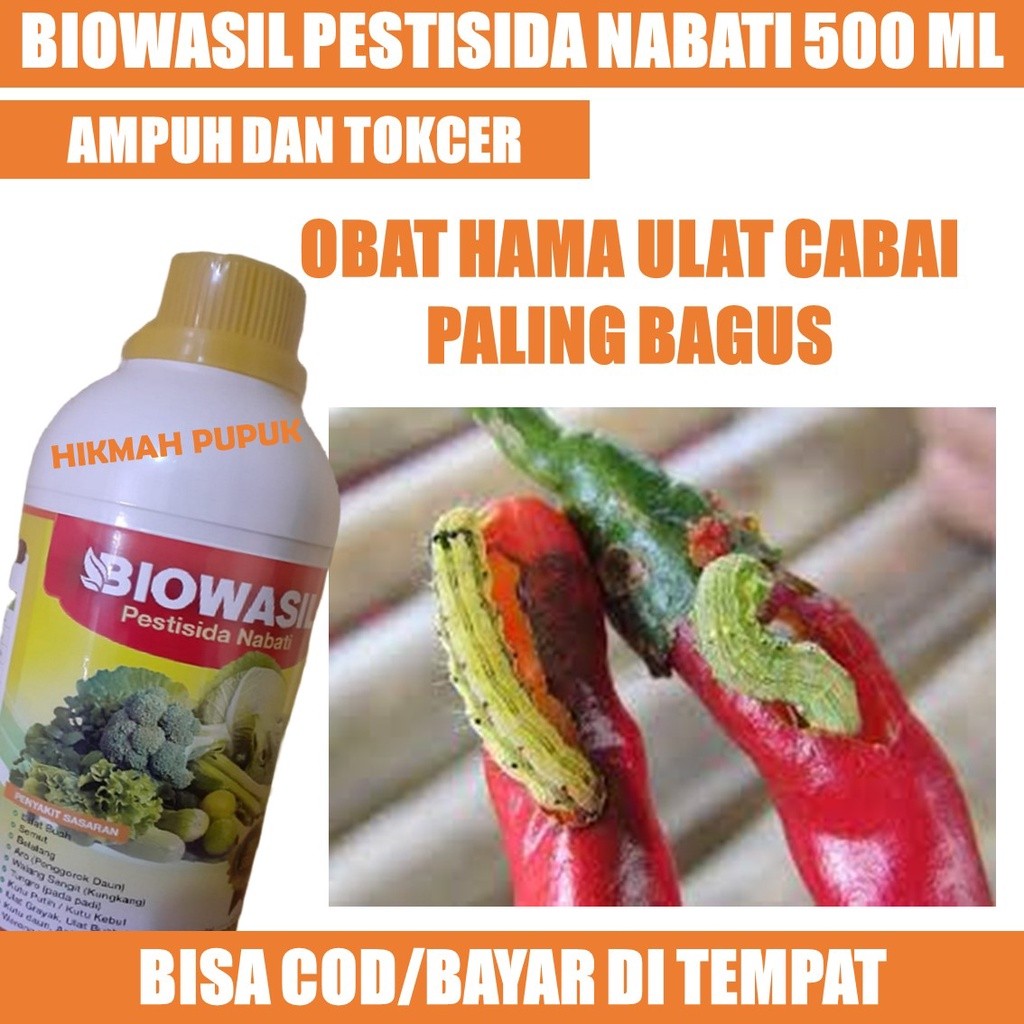 BIOWASIL OBAT HAMA ULAT PADA TANAMAN CABE PUPUK PESTISIDA UNTUK SERANGAN ULAT CABAI, Cara Mengendali