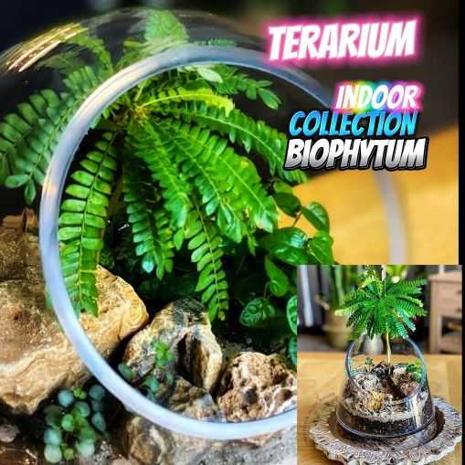 Biophytum sensitivum Tanaman Paludarium vivarium terarium