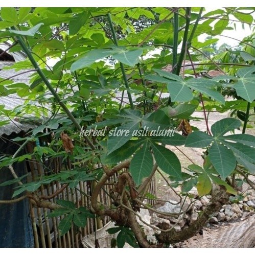 

umbi singkong karet segar 1 kg bersih