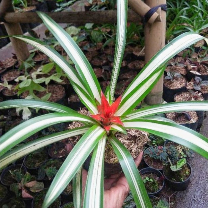 Tanaman Hias Bromelya Guzmania Varigata Bromelia Guzzmania Variegata