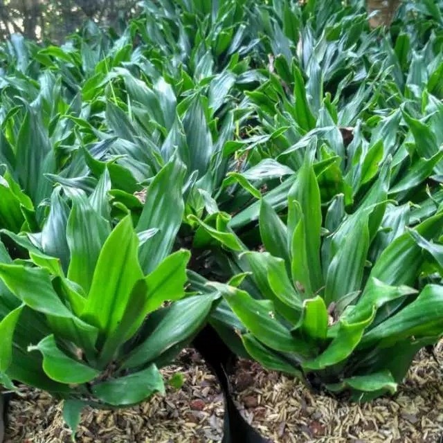 Tanaman Hias Hanjuang Kemoceng / Tanaman Hanjuang Hijau Andong Mini