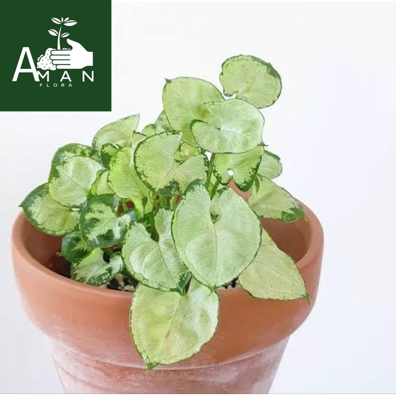 # ( BISA COD ) Tanaman Hias Syngonium Liliput Mini Bunga Hias Singonium Mini Liliput / Tanaman Hidup