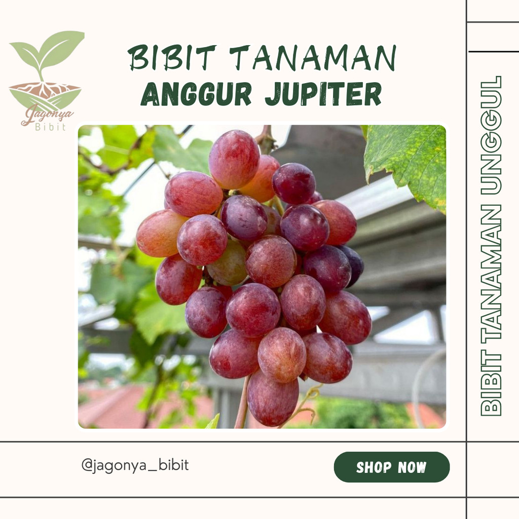 

bibit anggur import jupiter grafting cepat berbuah