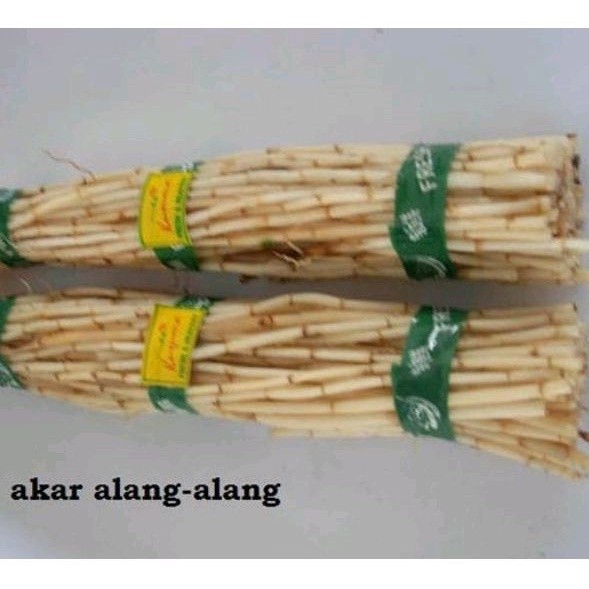 

Termurah AKAR ILALANG / ALANG ALANG FRESH 500 Gram