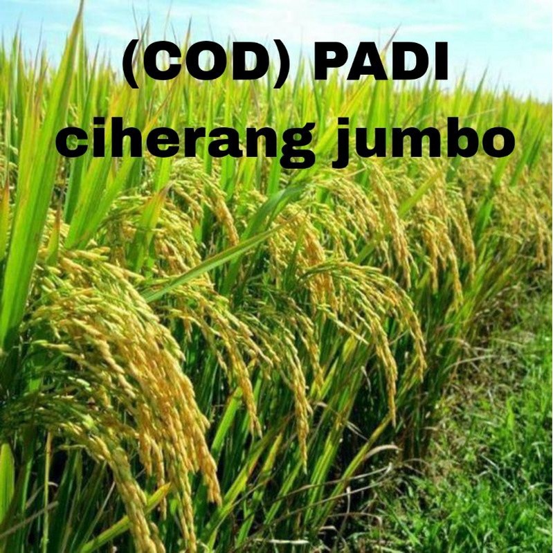 (COD) BENIH PADI ciherang bima sakti UNGGUL 1KG BERKUALITAS