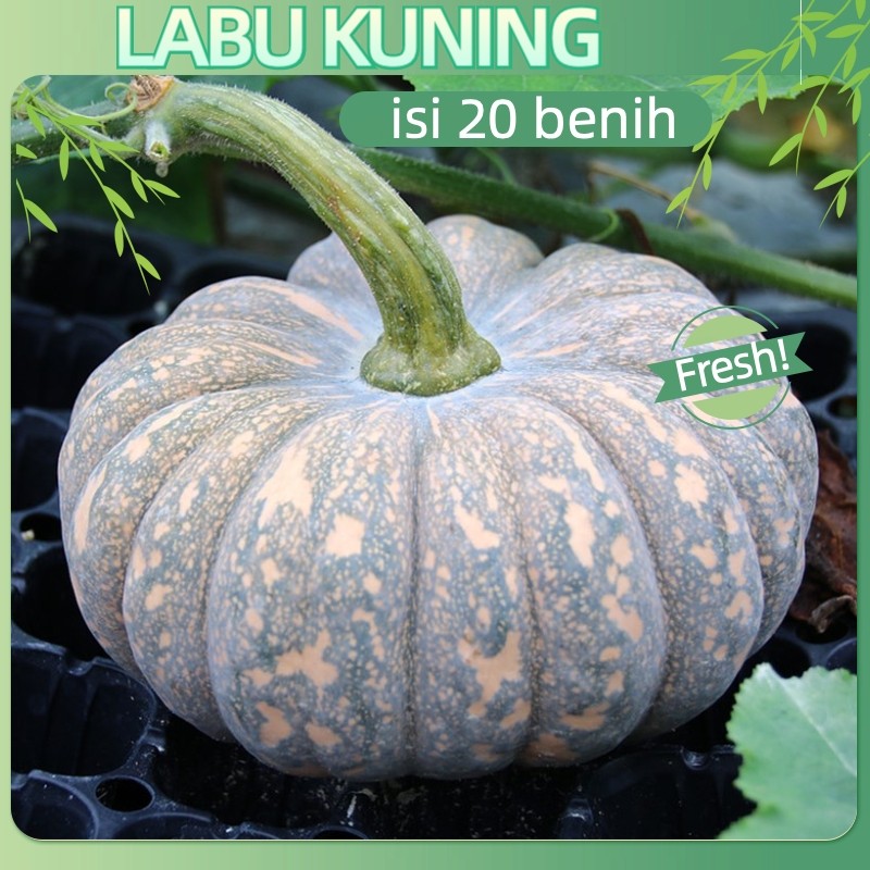 berhasil tinggi-20++BIJI BENIH LABU BESAR/WALUH SUPER/LABU KUNING/LABU JUMBO Repack benih