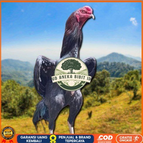 telur tetas ayam shamo merah UD ANEKA BIBIT ID