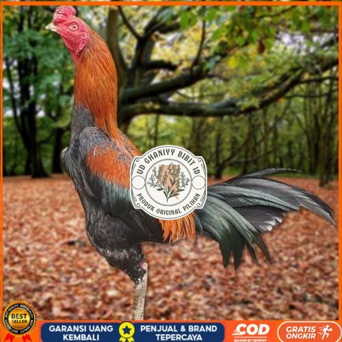 Telur Ayam Pakhoy White King Vertil Siap Di Tetaskan Jaminan Super Oiginal Bergaransi ori UD GHANIYY