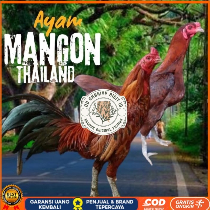 

telur ayam mangon Ori Thailand petarung bisa untuk di tetaskan original berkualitas UD GHANIYY BIBIT ID
