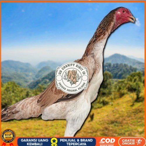 

telur ayam Shamo Japan Balck Tiger terlaris UD GHANIYY BIBIT ID