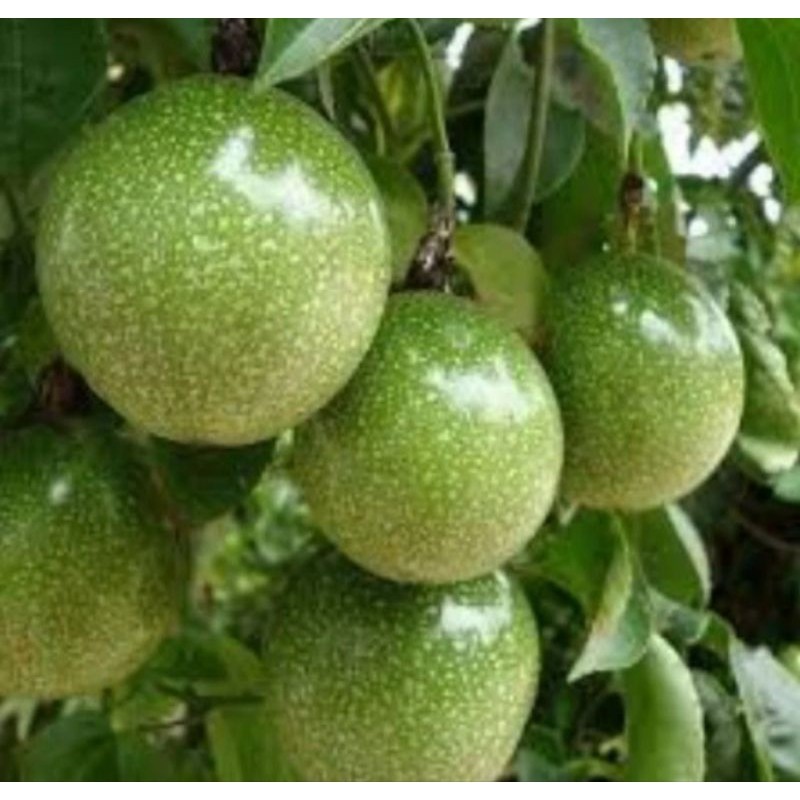 

Bibit markisa konyal/markisa manis