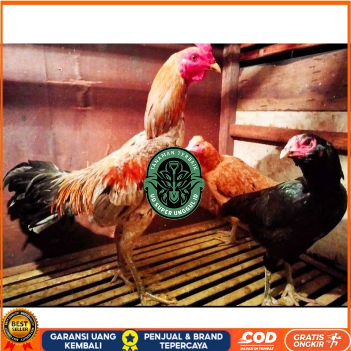 

ayam bulbi tampar tampar telur fertill original berkualitas UD_SUPER_UNGGUL_ID