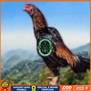 

telur ayam shamo original pilihan berkualitas UD_SUPER_UNGGUL_ID