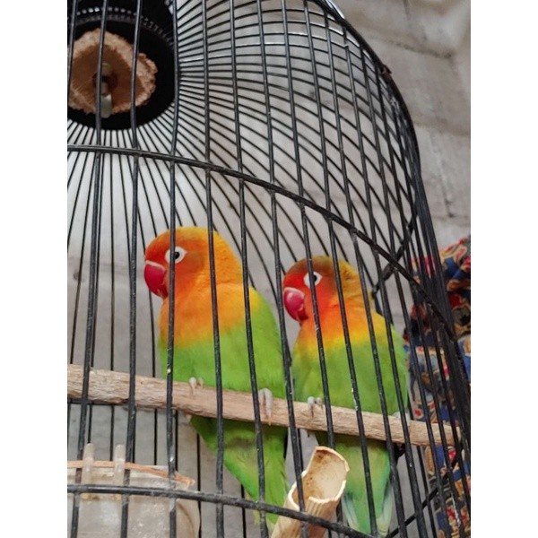 burung lovebird pasjo sepasang ( siap di ternak )