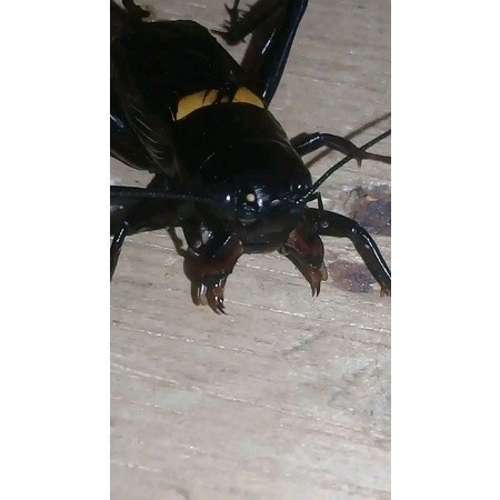 garut xux. jangkrik aduan / jangkrik kalung / jangkrik masteran/ jangkrik aduan