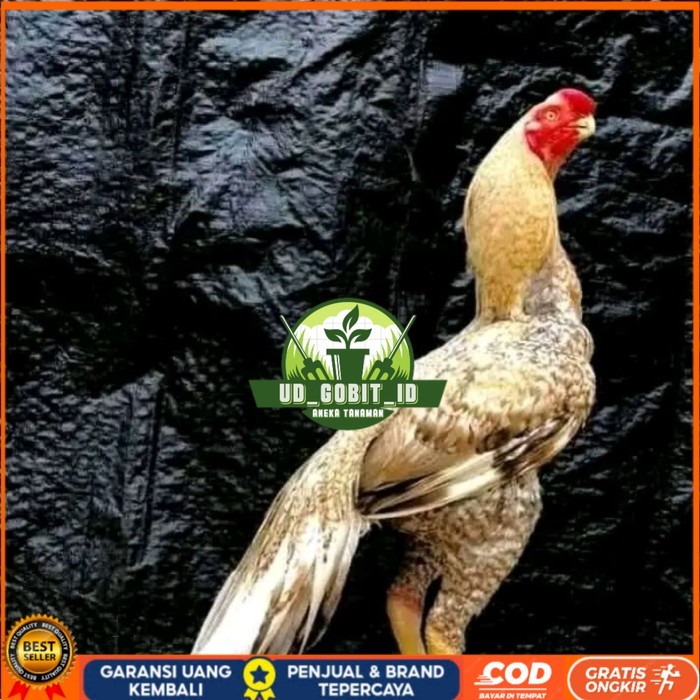 

telur fertil agsel Parrot kualitas terbaik original berkualitas UD_GOBIT_ID