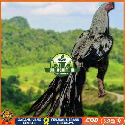 

telur Ayam Bangkok Clasik ekor lidi Fertil terlaris UD_GOBIT_ID