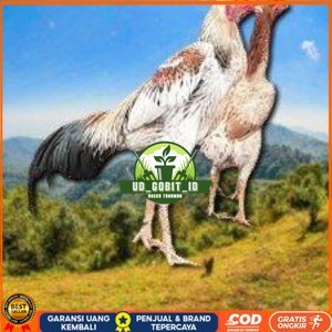 

telur tetas ayam shamo super big UD_GOBIT_ID