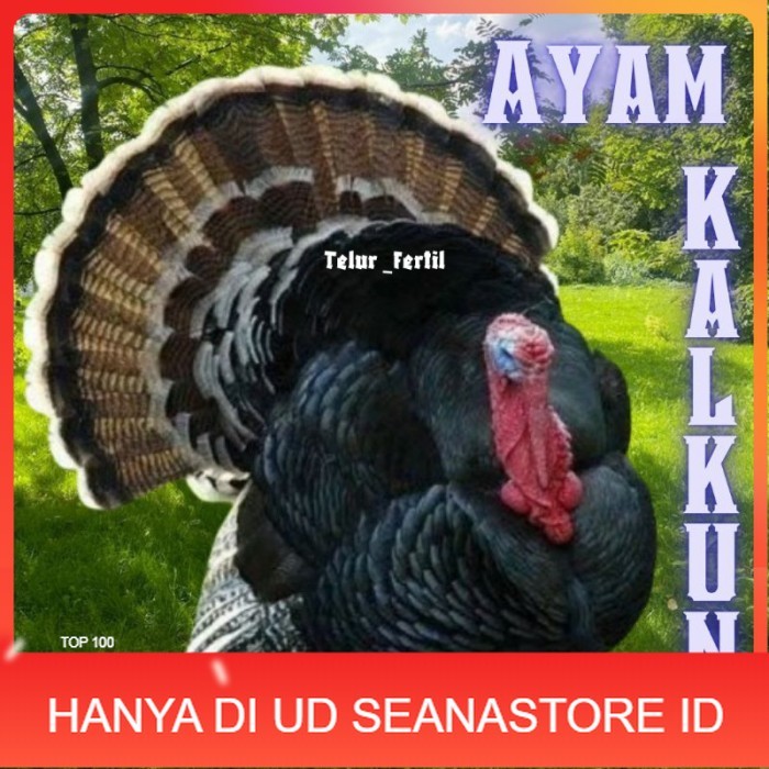 

telur ayam kalkun untuk ditetaskan original berkualitas UD SEANASTORE ID