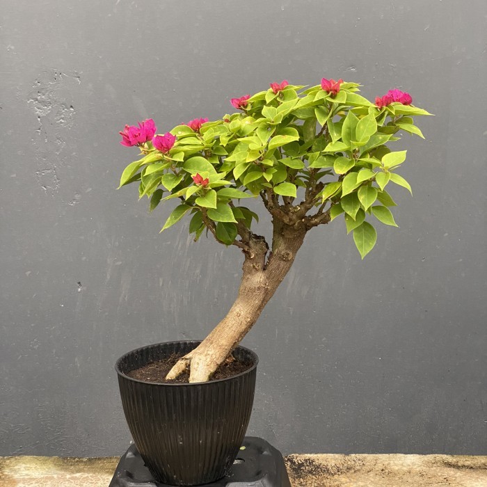 bonsai bougenville singapore