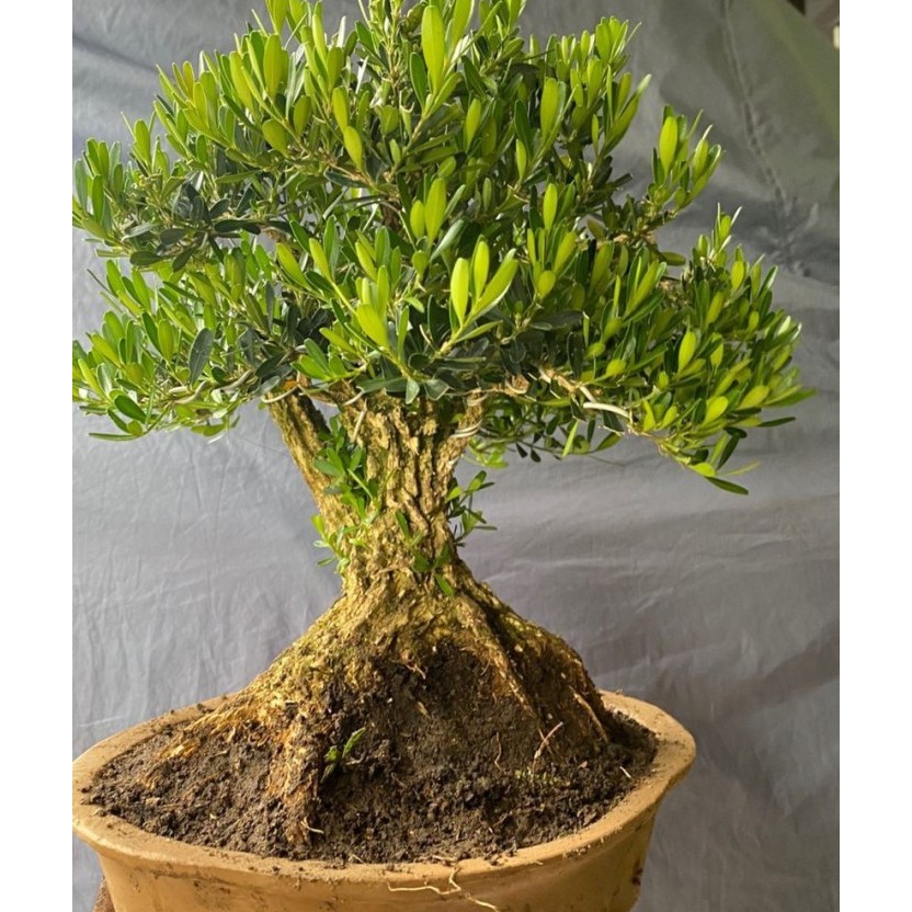 Bonsai boxus bonggol besar contoh foto