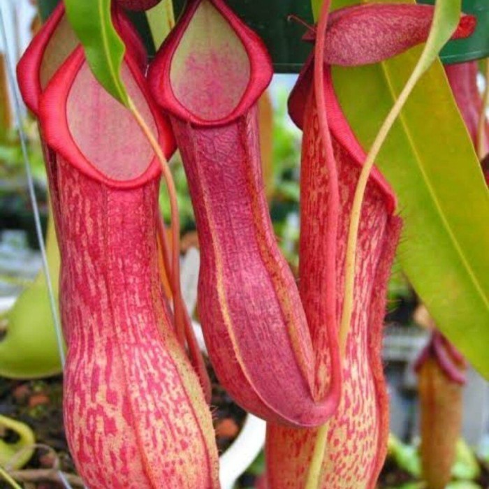 Kantong Semar Tanaman Hias Langka ,