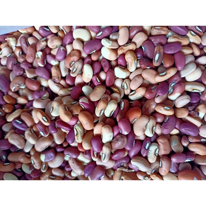 

cod TERBAIK KACANG SAYUR LODEH TANAMAN BIJI KACANG PANJANG