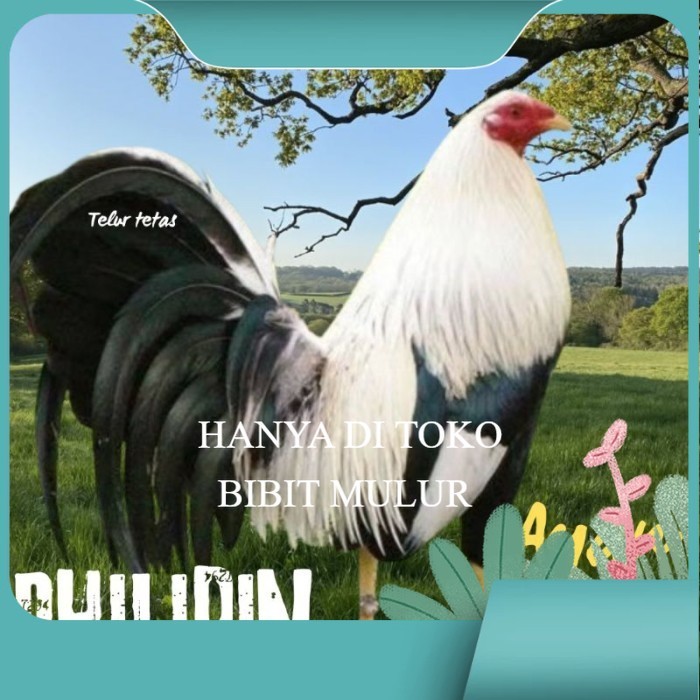 

telur ayam philipin asli AK47 bisa untuk di tetaskan super