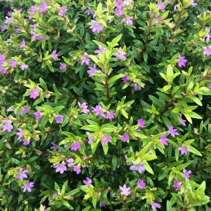 Tanaman Bunga Taiwan Ungu / Purple Taiwan / Beauty Taiwan Ungu Taman - Ungu