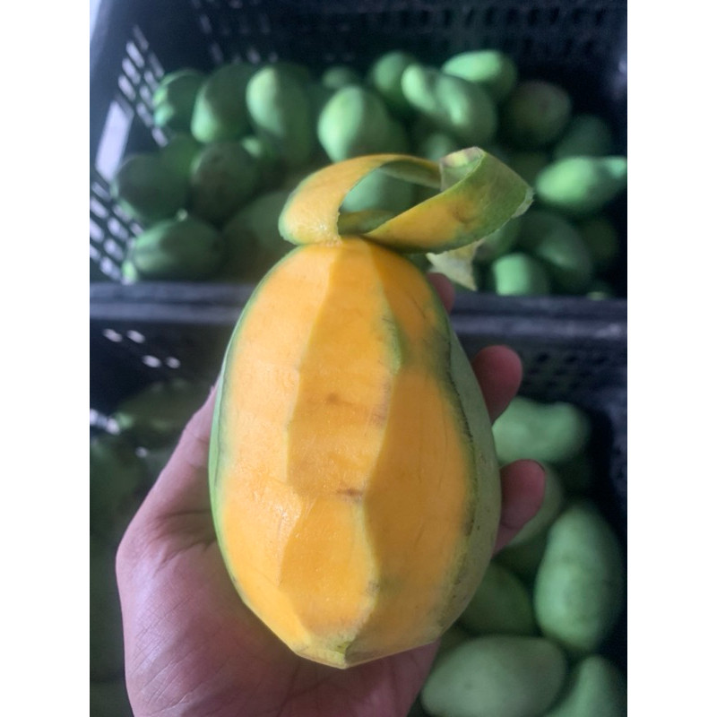 

MANGGA HARUMANIS TUA COCOK UNTUK JUS BUAH RUJAK BUAH DAN MANISAN