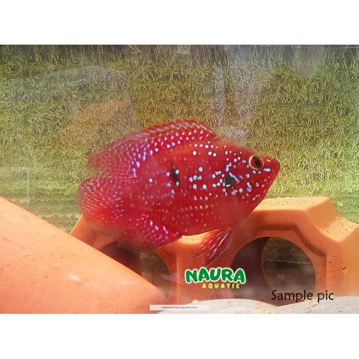 Ikan Hias Red Jewel Shortbody / Red Jewel Short Body jos / Shortbody Red Jewel / Ikan Cichlid