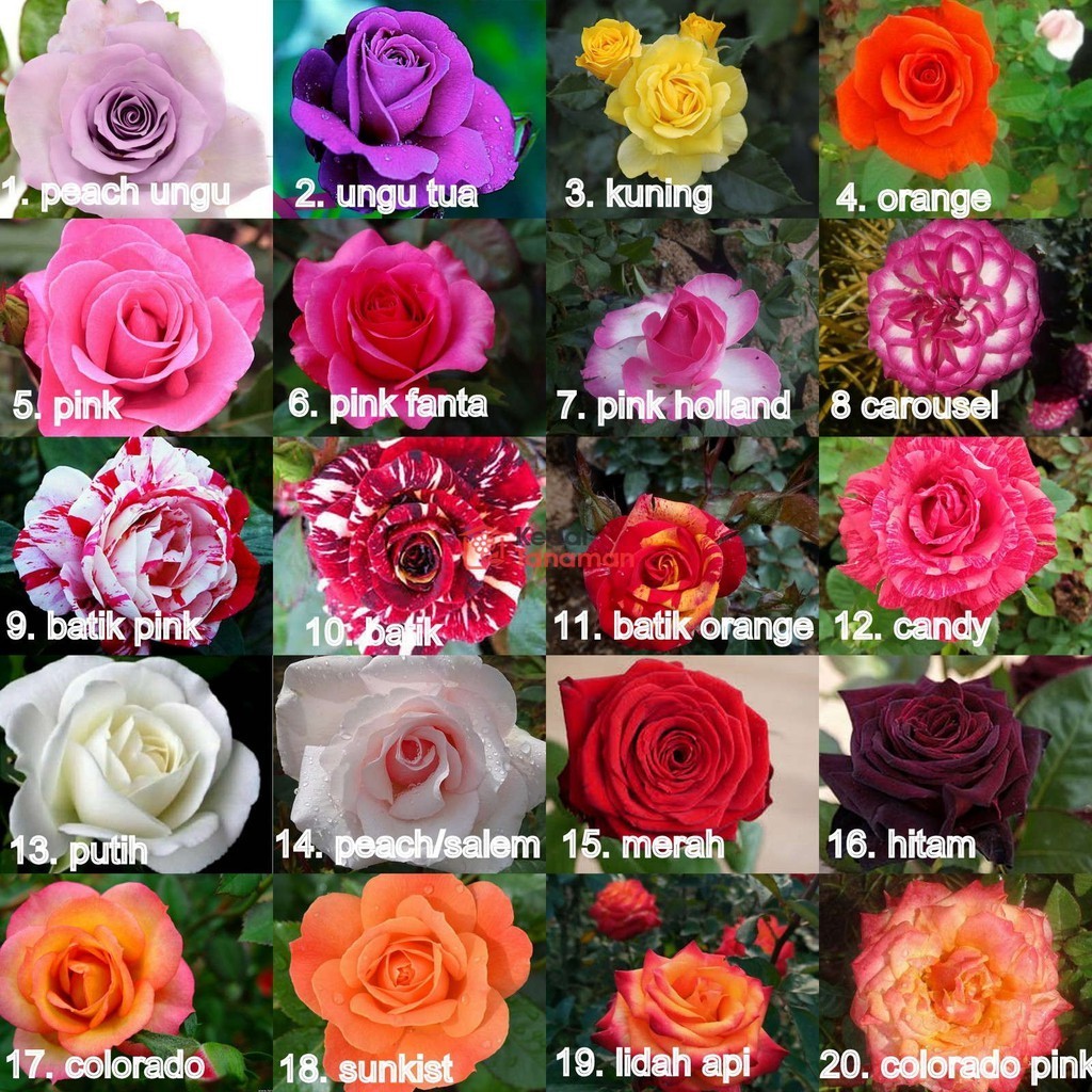 Bunga MAWAR HOLLAND - Tanaman Hidup Bunga Hias Mawar Holland Berbunga & Bergaransi