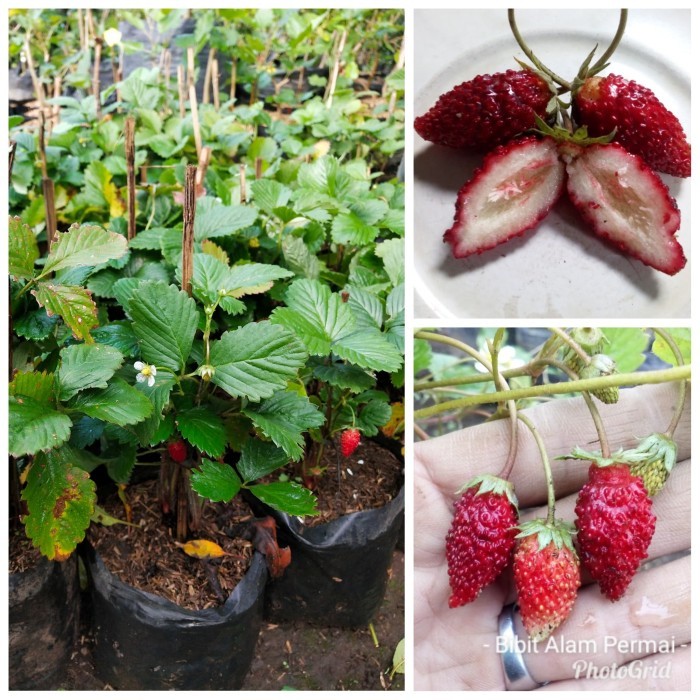 BUAH STRAWBERRY ALEXANDRIA - Bibit Tanaman Buah Strawberry Alexandria Import - Alpine Alexandria