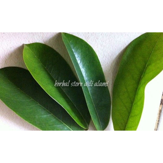 

100 LEMBAR DAUN SIRSAK SEGAR ORGANIK ( tanpa pestisida )